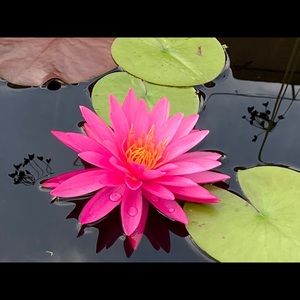 Meet your Posher, Dmitry